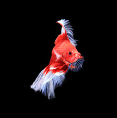 Red and white siamese fighting fish halfmoon , betta fish isolat