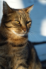 A cute wild grey cat posing in the street - 108557921