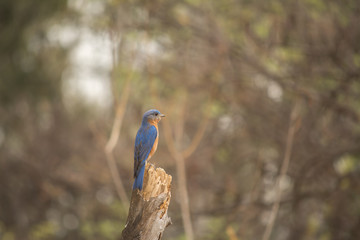 El pájaro está parado en el tronco seco en medio del bosque.