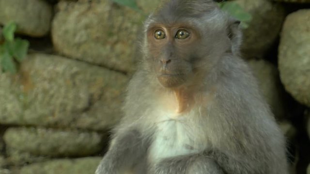 A wide eyed macaque monkey in the Monkey Forest in Ubud looking around