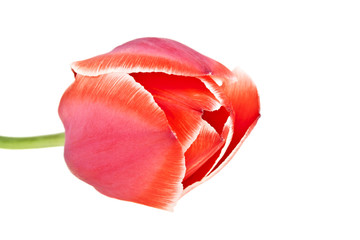 Red tulip on a white background. Colored tulip, tulip isolated,