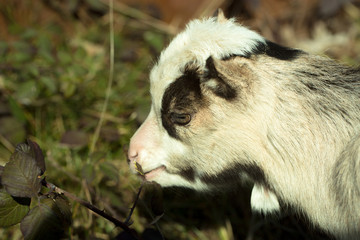 Goat eats leaves