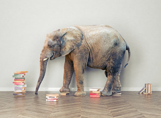 Naklejka premium elephant in the room