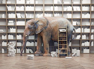 Obraz premium elephant in the library