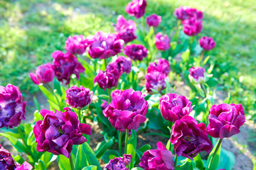 Fototapeta premium Flowers of beautiful spring tulips on a lawn