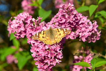 Butterfly on lilac flowers natural background