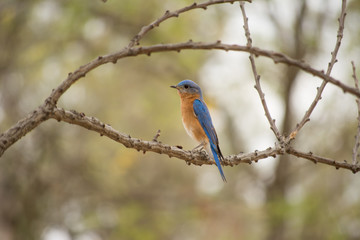 El pájaro está parado en la rama y pronto volará a otra rama.