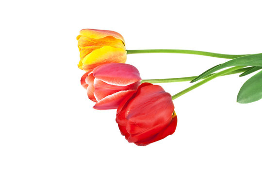 Colored tulip with leaves on a white background. Colored tulip,