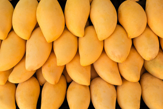 Sch&ouml;ne frische goldene Mangos aus &ouml;kologischer landwirtschaft zum verkauf auf einem Bauernmarkt .