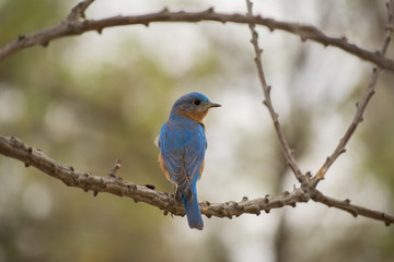 El pájaro está parado en la rama y mira por encima de sus alas.