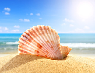 Fototapeta na wymiar Sea shell in sand on beach