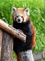 Papier Peint photo Lavable Panda Ours panda roux (Ailurus fulgens)
