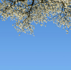 Blooming branch cherry tree. Spring season.