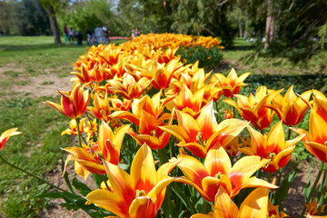 Flowers of beautiful spring tulips on a lawn