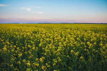 Obraz premium Sunset over rapeseed flower field. 