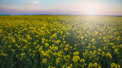 Obraz premium Sunset over rapeseed flower field. 