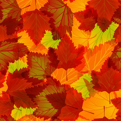 Naklejka na ściany i meble leaves of maple