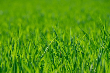 Green grass texture from a field