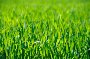 Green grass texture from a field