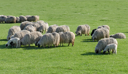 Fototapeta premium Herd of sheep at green meadow