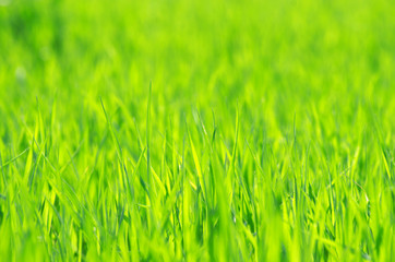 Fototapeta premium Zielona trawa tekstura z pola