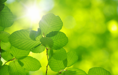 green leaves