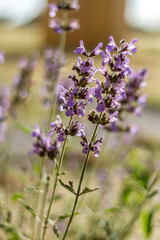 Blossoming salvia, flora of Israel
