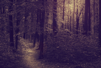 Naklejka premium forest