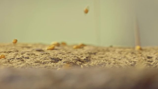 Macro shot of grain dropping onto rotating historic hand-driven millstone