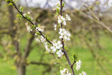 close-up of apple blossom in spring