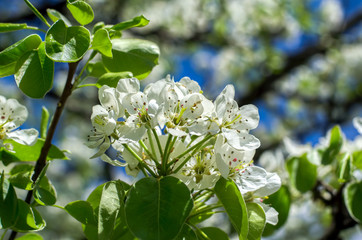 A branch of flowering tree