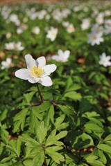 Blooming anemones covering the woodland floor in the spring
