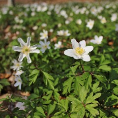 Obraz premium Blooming anemones covering the woodland floor at springtime