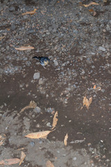 La Palma chaffinch, fringilla coelebs palmae