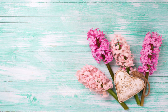 Fresh pink hyacinths  and  decorative heart  on  turquoise paint