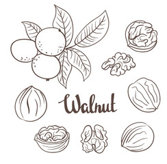 Obraz premium Walnuts with leaves and dried walnuts isolated on a white background
