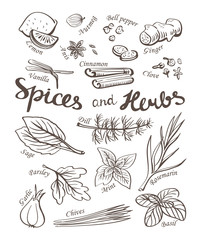 Spice and herbs collection.Hand drawn sketch icons.