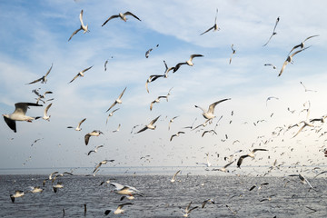 seagull in sky