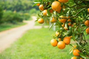 Orange tree in orange farm