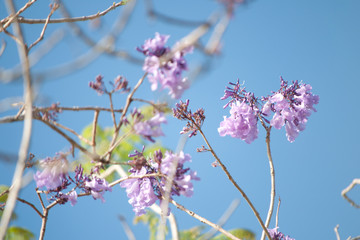 Jacaranda blossom