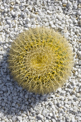  Prickly cactus ball placed on a little rounded white stones background