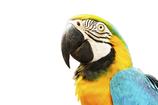 Blue and Gold macaw bird isolated on white background.