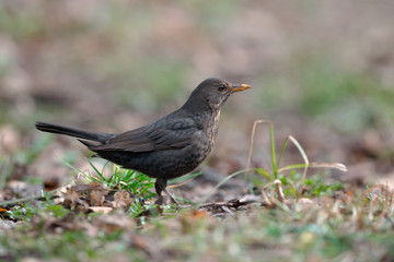 Common Blackbird (Turdus merula)