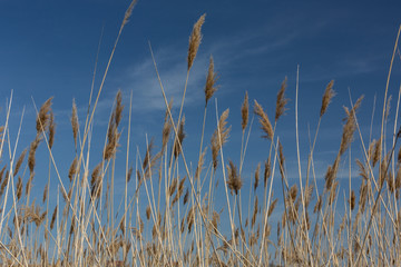 Fototapeta premium Reeds by the Lake