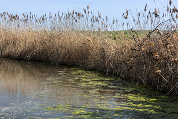 Reeds by the Lake