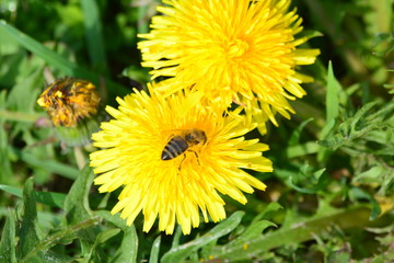 Löwenzahn mit Biene