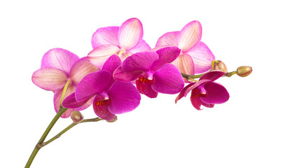 Fototapeta na wymiar branch of violet orchids isolated on white