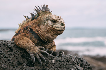 Iguana resting on a rock