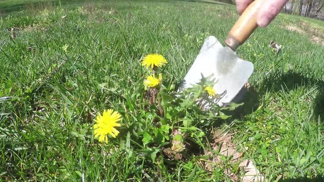 Digging dandelion weeds from lawn and garden.
