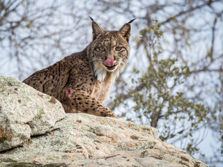 Iberian lynx ( Lynx pardinus) licking its nose